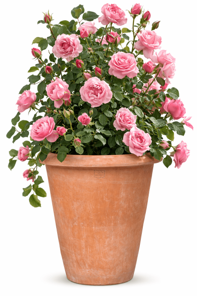 Hoher, schlichter Terracotta-Rosentopf aus Impruneta – zeitlose Eleganz in italienischer Handwerkskunst